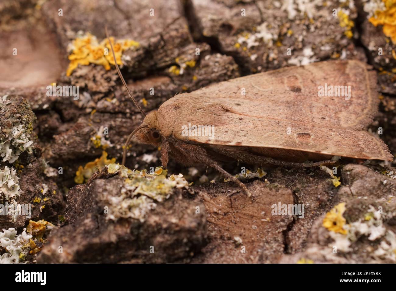 Dettaglio del sottobosco giallo minore, Noctua si presenta su un pezzo di legno verde bugnoso Foto Stock