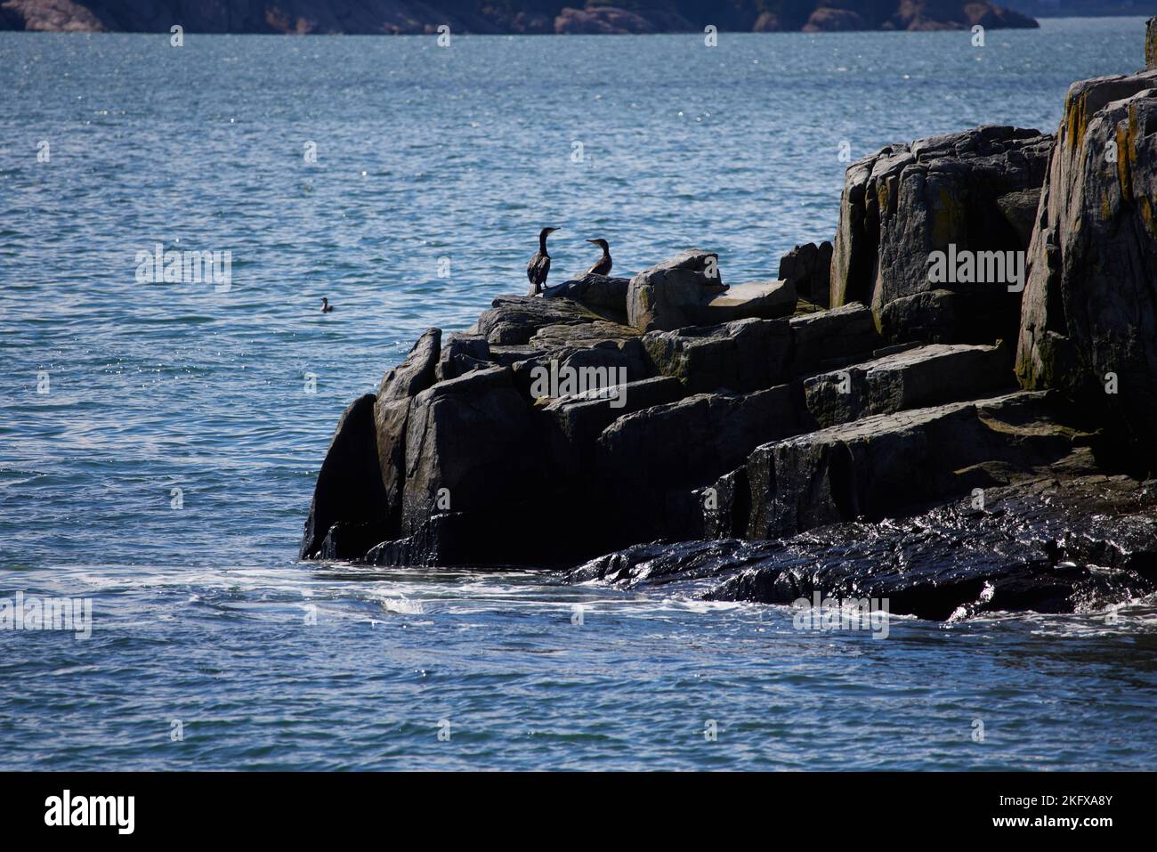 Cormorani sul bordo roccioso di un'isola nella baia di Fundy. Foto Stock