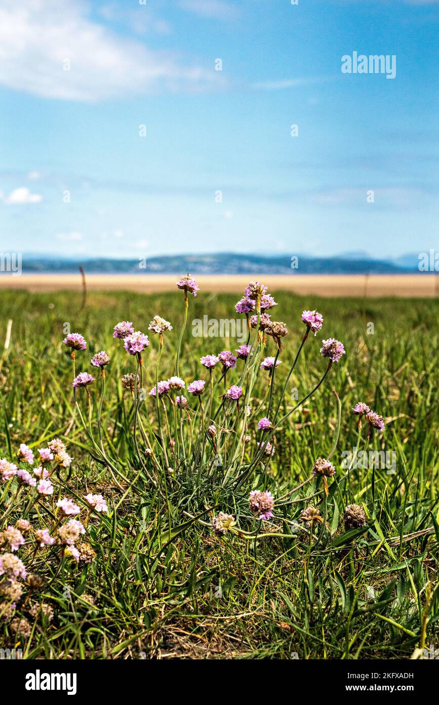 Armeria marittima (Thrift), petali che si affievolono, seminare sulla costa del Lancashire Foto Stock