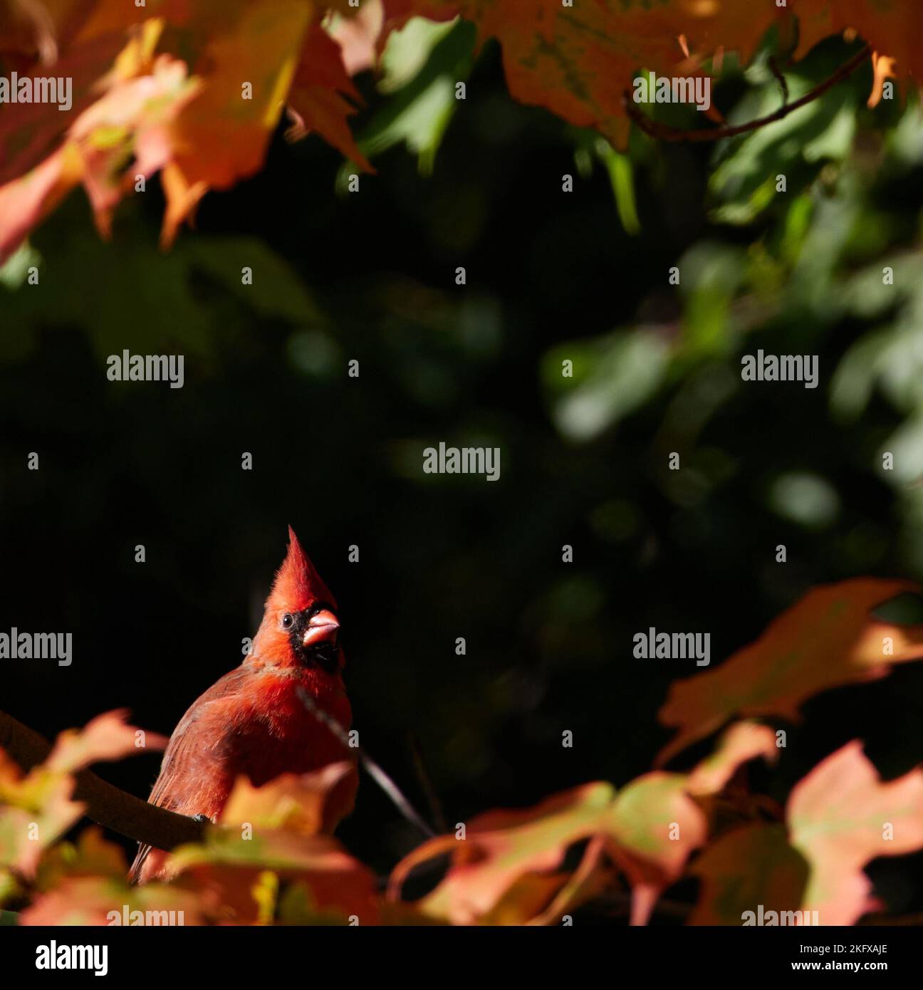 Un bel cardinale rosso seduto in un albero con colorate foglie di caduta sopra e sotto e uno sfondo bokeh. Foto Stock