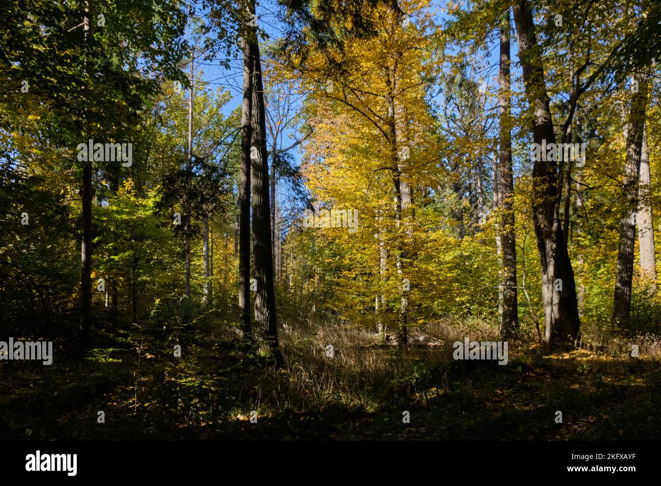 Vecchia foresta decidua stand con vecchio querce nel pomeriggio d'estate, Foresta di Bialowieza, Polonia, Europa Foto Stock