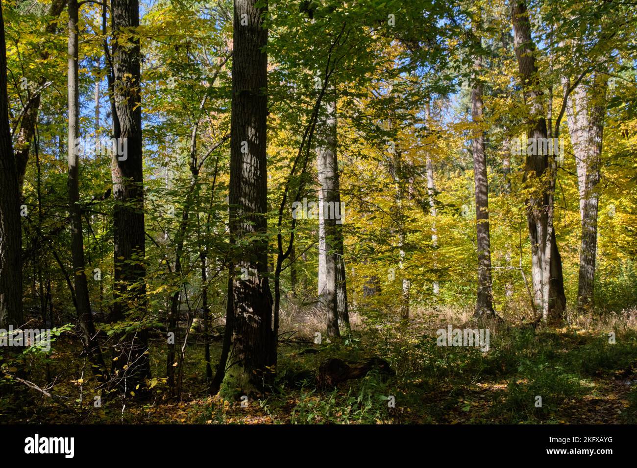Vecchia foresta decidua stand con vecchio querce nel pomeriggio d'estate, Foresta di Bialowieza, Polonia, Europa Foto Stock