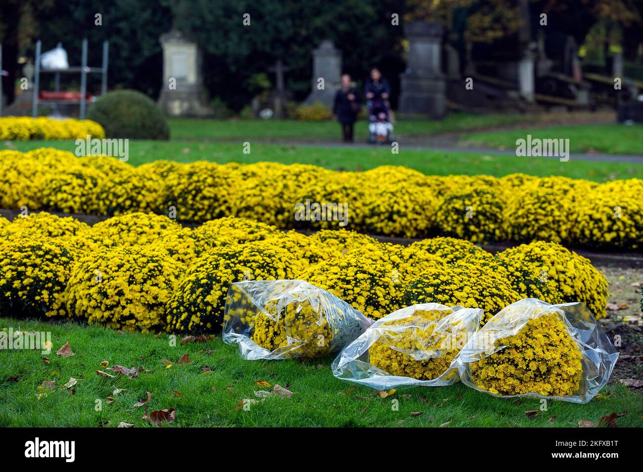 Toussaint - chrysanthemes en bouquet pour deposer sur les tombes en souvenir des morts | All Saints day - chrysanthemum da posare sulle tombe Foto Stock
