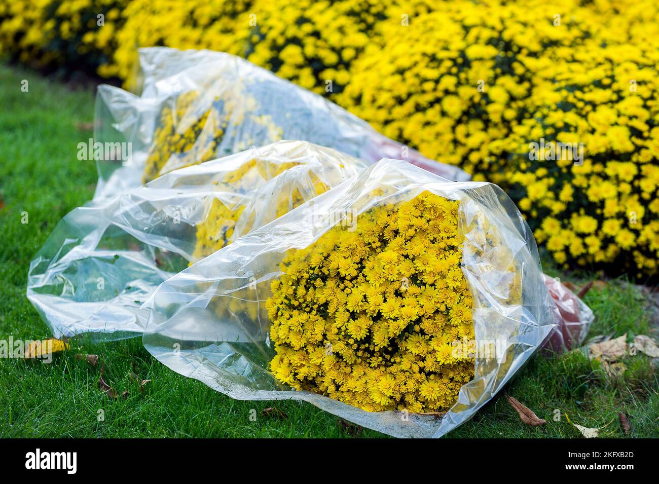 Toussaint - chrysanthemes en bouquet pour deposer sur les tombes en souvenir des morts | All Saints day - chrysanthemum da posare sulle tombe Foto Stock