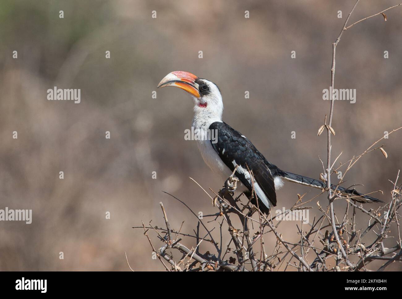 Becco di von der Decken (Tockus deckeni), maschio adulto Foto Stock