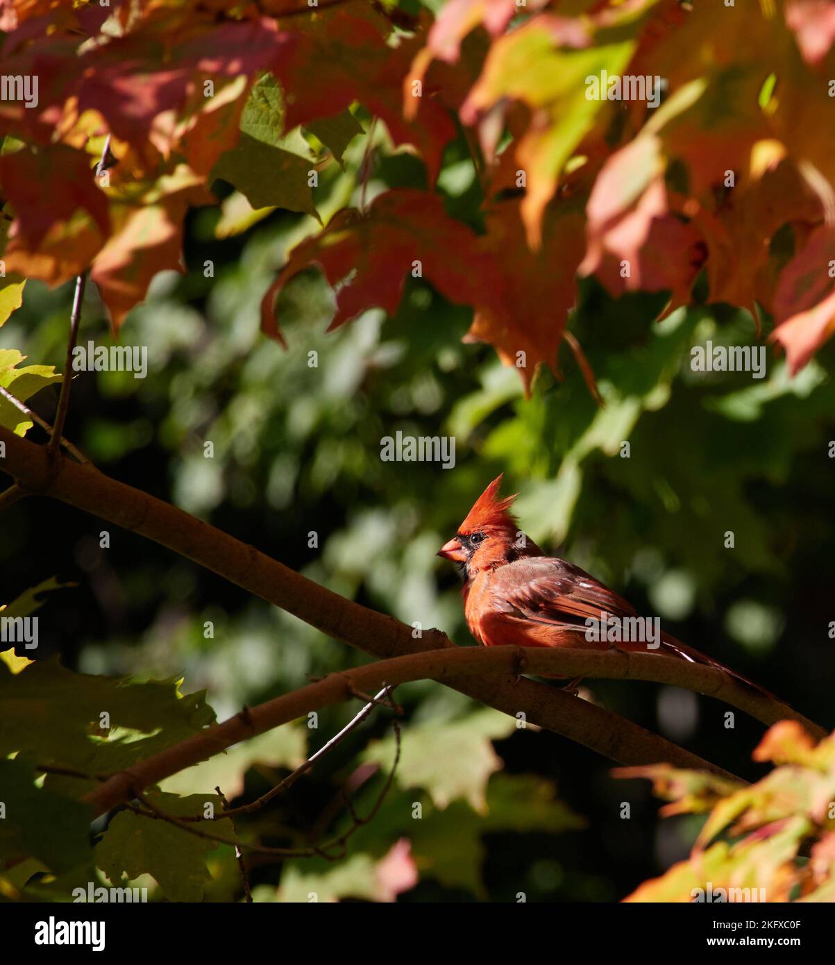 Un cardinale rosso arroccato su un ramo di un albero e circondato da colorate foglie di caduta. Foto Stock