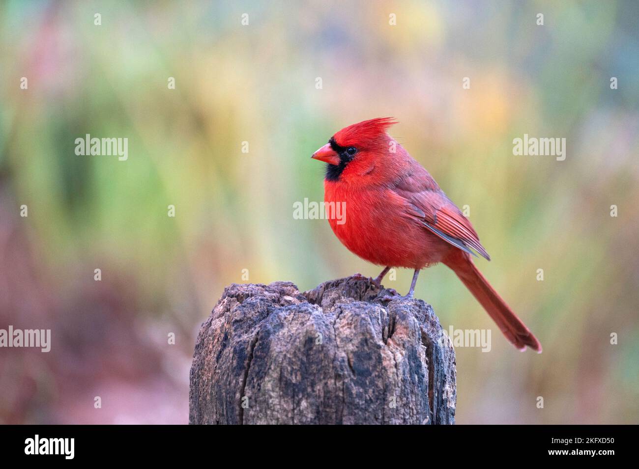 Carino cardinale settentrionale maschio che si appollaiano su un palo di recinzione in Central Park Foto Stock