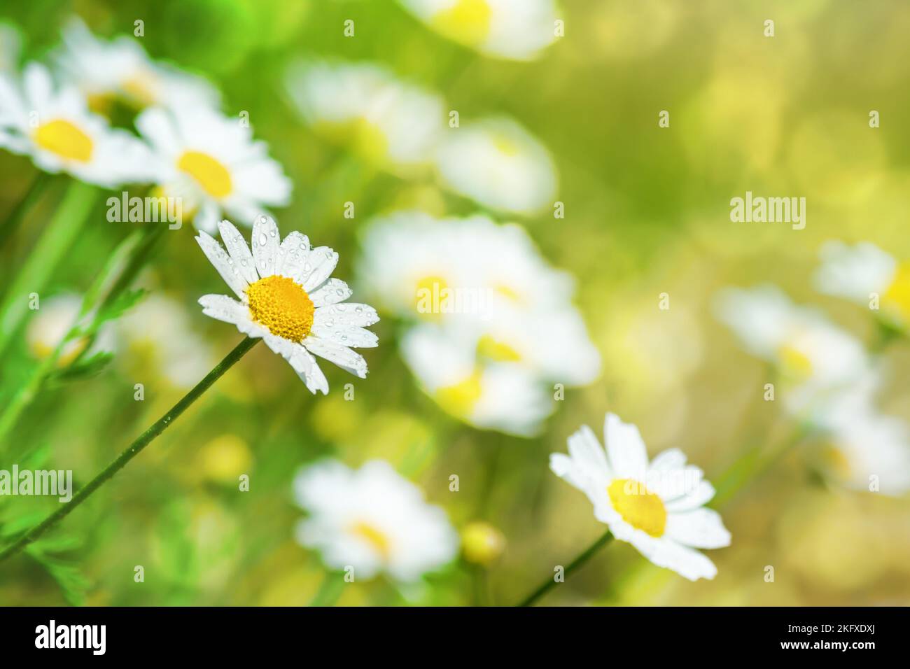 Сhamomile (Matricaria recutita), piante fiorite nel prato primaverile in una giornata di sole, primo piano con spazio per il testo Foto Stock