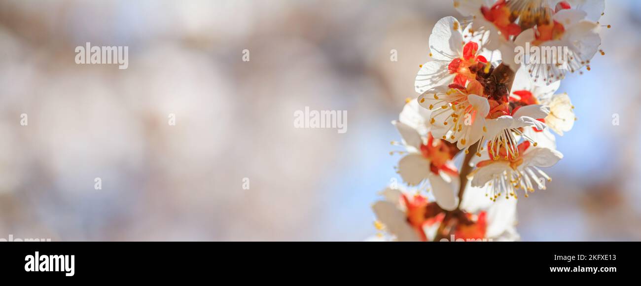 Sfondo primavera, panorama, banner - fiori di albicocca (Prunus armeniaca) sullo sfondo di un giardino fiorito, primo piano con spazio per il testo Foto Stock