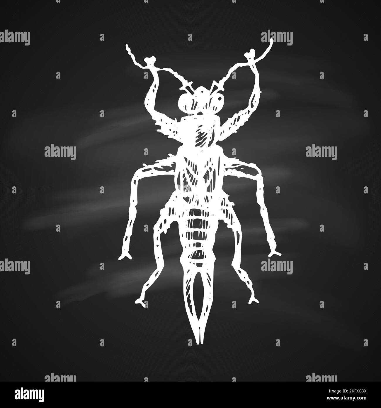 La silhouette bianca della Forficula auricularia su sfondo nero Illustrazione Vettoriale