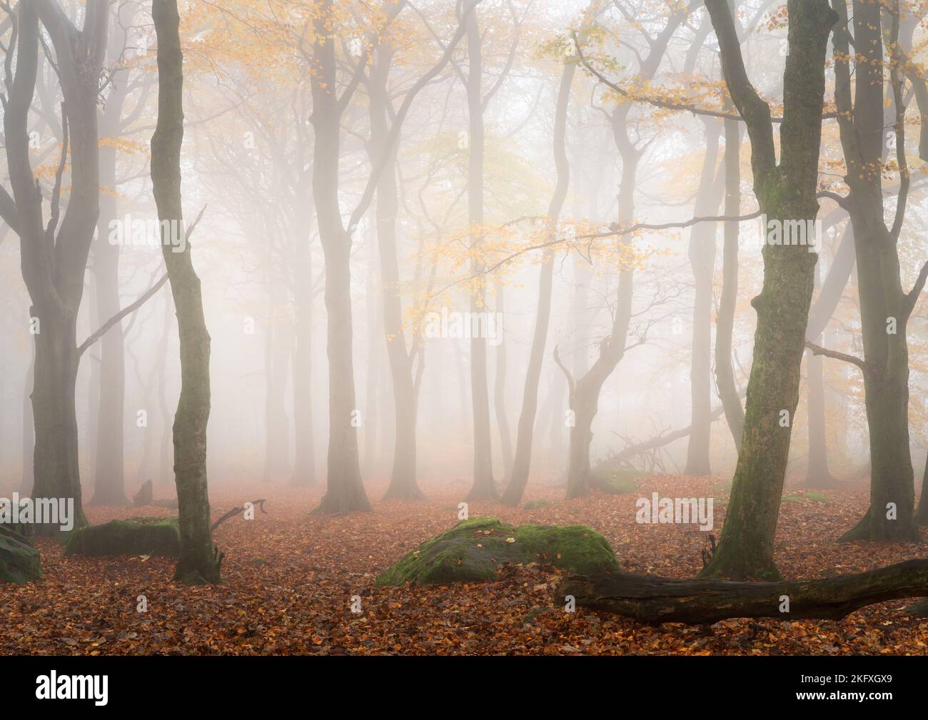 I faggi spogliati del loro fogliame autunnale dall'imminente inverno svaniscono nella fitta nebbia in una tarda mattinata autunnale nel parco della foresta di Chevin. Foto Stock