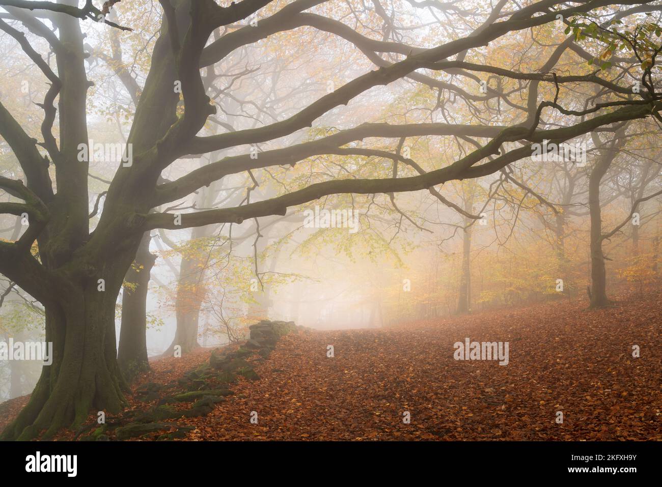 Un percorso ben noto sotto la vista a sorpresa su Otley Chevin è coperto in uno spesso tappeto di foglie autunnali cadute su una mattina nebbia a fine novembre. Foto Stock