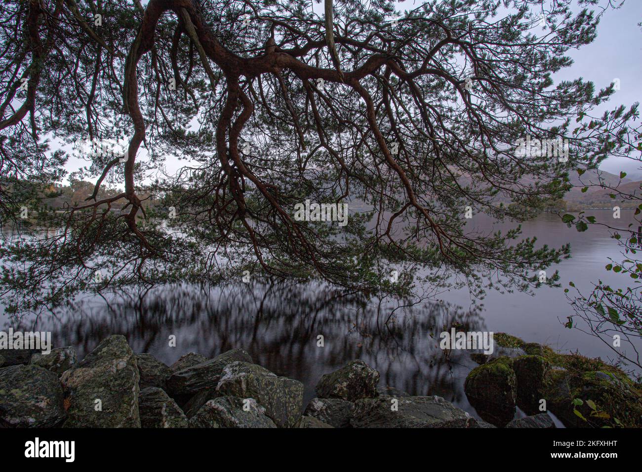 Albero con nebbia sulla costa di Loch Lomond, Scozia Foto Stock