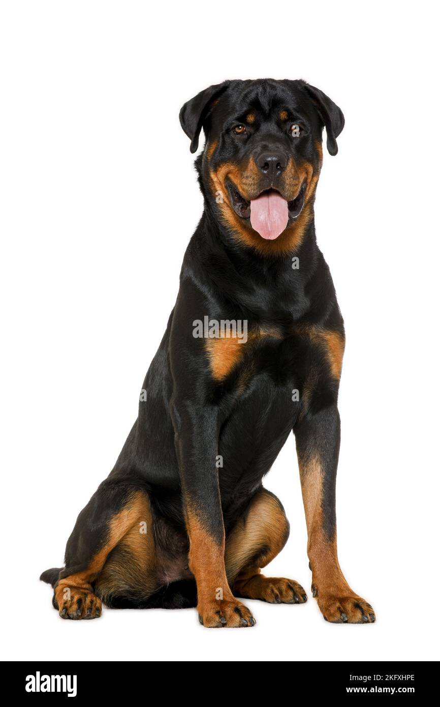 Rottweiler di fronte a sfondo bianco Foto Stock