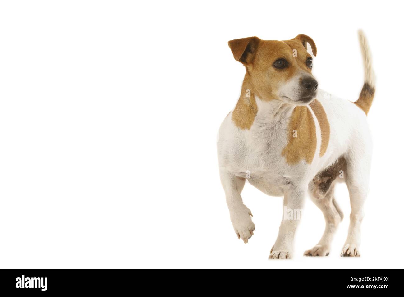 Jack Russell Terrier di fronte a uno sfondo bianco Foto Stock