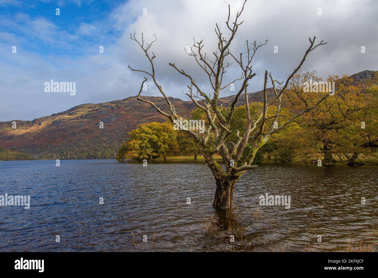Dead Tree, Loch Lomond, Scozia UK Foto Stock