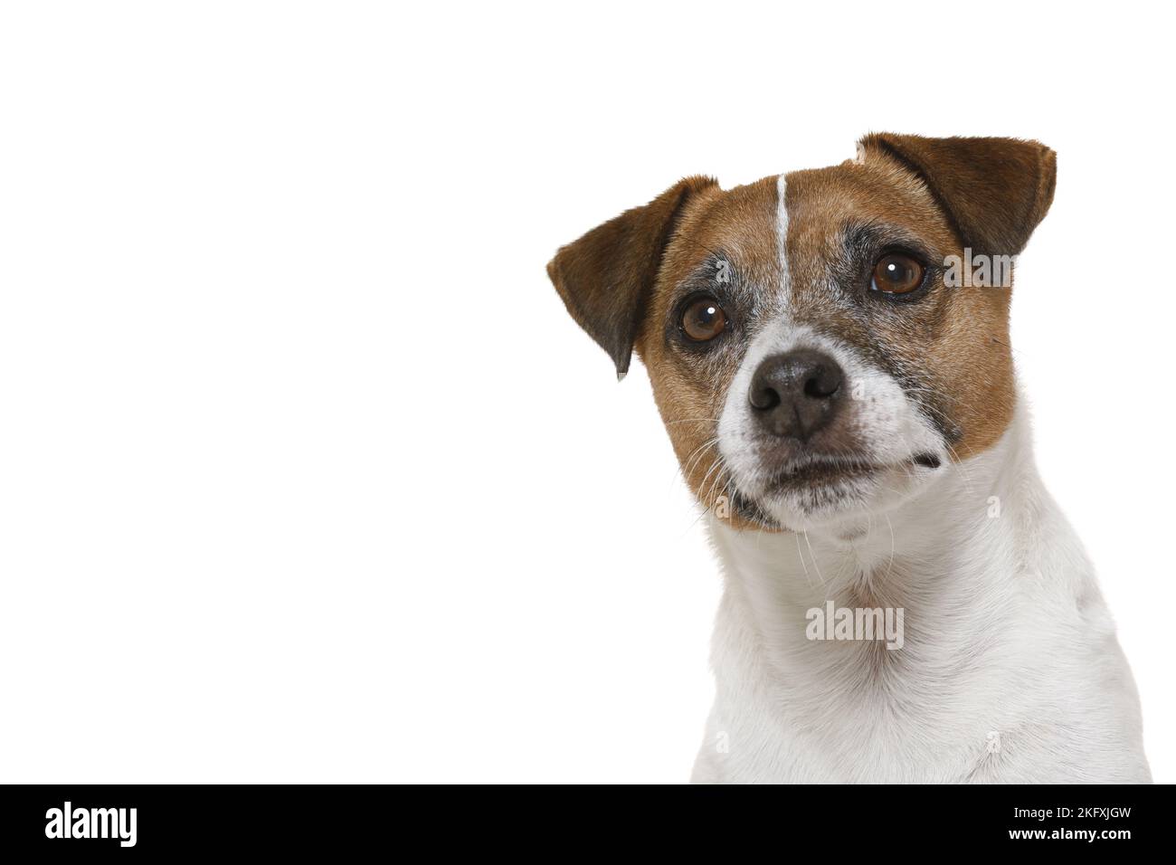 Parson Russell Terrier di fronte allo sfondo bianco Foto Stock