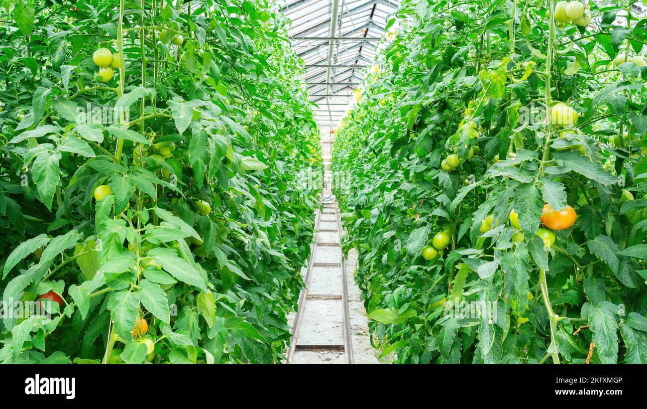 Coltivazione annuale di pomodori utilizzando la tecnologia idroponica in una serra riscaldata. Vegetali crescenti in una serra industriale su un f organico Foto Stock
