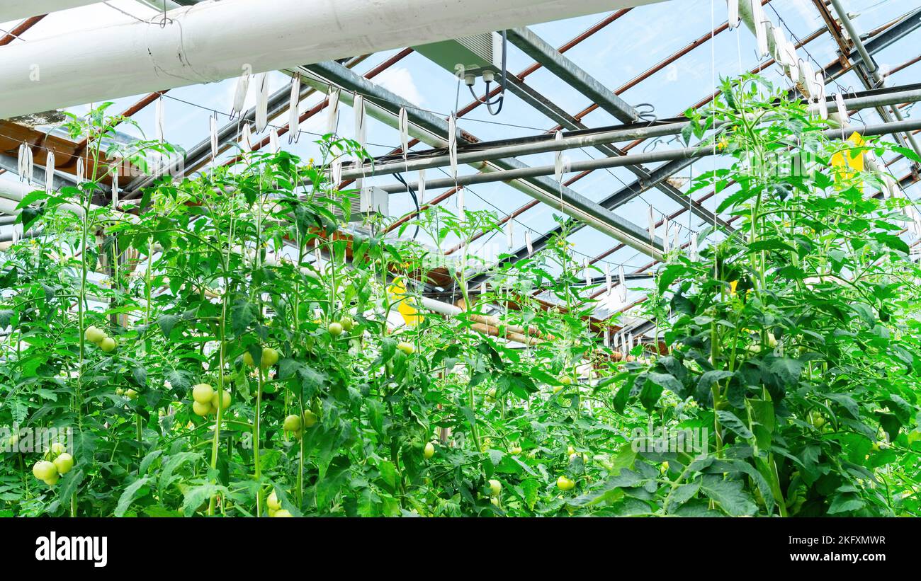 Bel tetto in vetro di una serra con illuminazione primo piano. Coltivazione di pomodori in una serra industriale in una fattoria biologica. Coltivazione annuale o Foto Stock