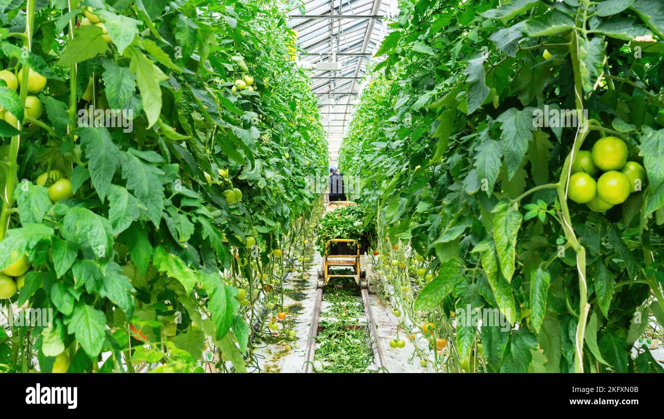 Un contadino stagionale con un carro si prende cura delle piante di pomodoro in una serra. Tecnologia di coltivazione industriale di ortaggi utilizzando idroponica i Foto Stock