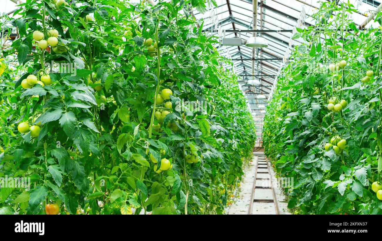 Tecnologia di pomodori crescenti in una serra. Vegetali crescenti in una serra riscaldata tutto l'anno. Usando hydroponics per coltivare i pomodori in una grea Foto Stock
