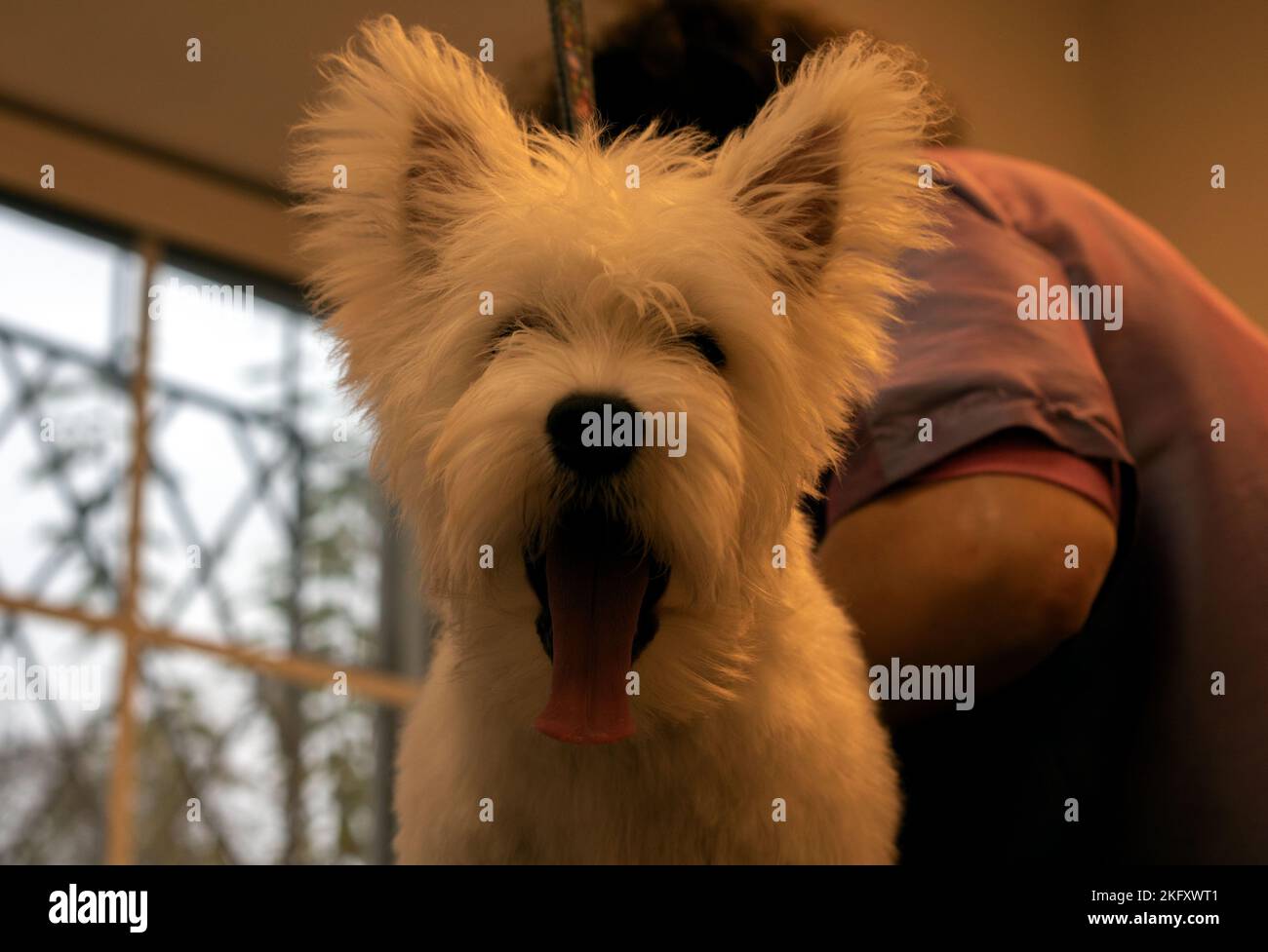 Foto di un cucciolo di terrier bianco delle Highland occidentali Foto Stock
