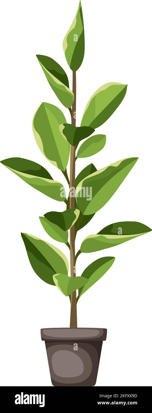 Ficus elastica. Pianta domestica in una pentola isolata su uno sfondo bianco. Illustrazione vettoriale Illustrazione Vettoriale