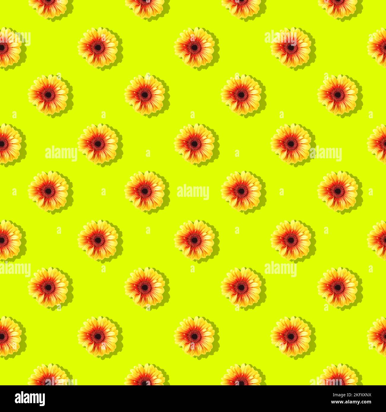 Gerbera fiori senza cuciture su sfondo giallo. Motivo floreale piatto Foto Stock