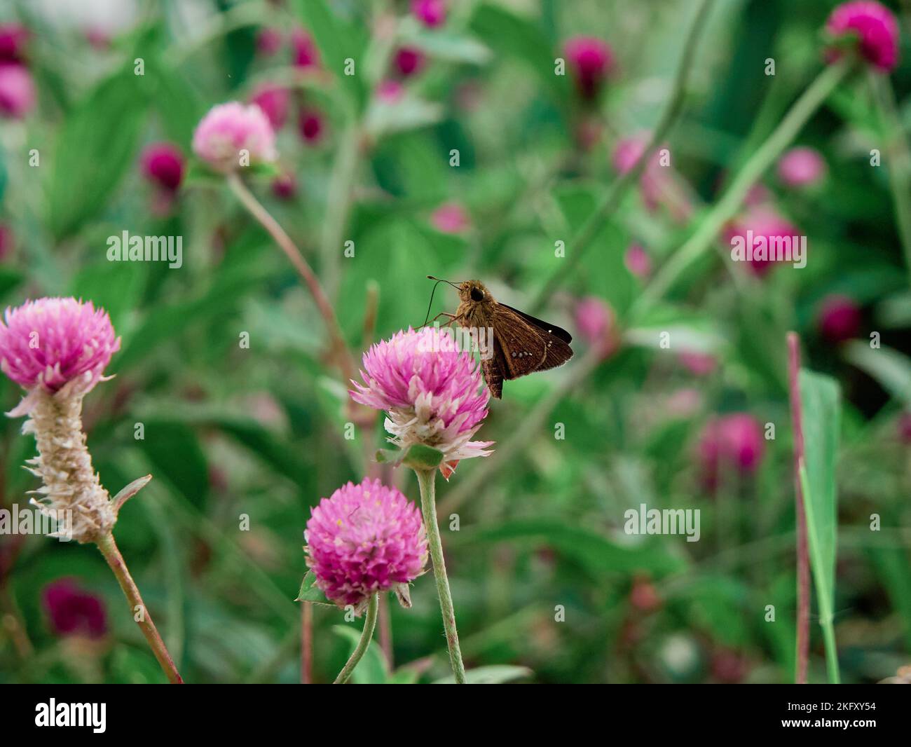 Un primo piano di una farfalla seduta su una Gomphrena globosa rosa che cresce in un parco Foto Stock
