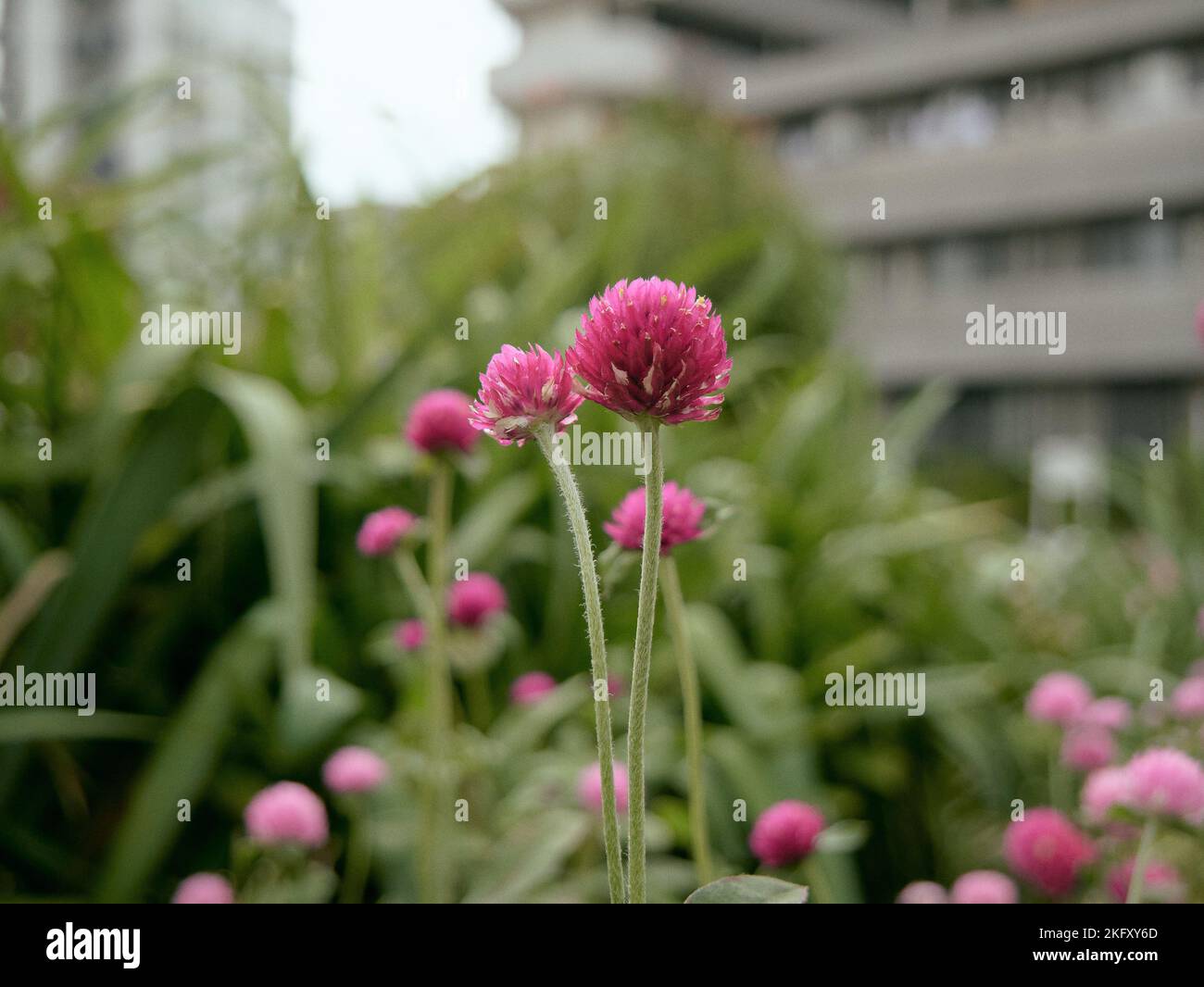 Un primo piano di Gomphrena globosa rosa che cresce in un parco Foto Stock