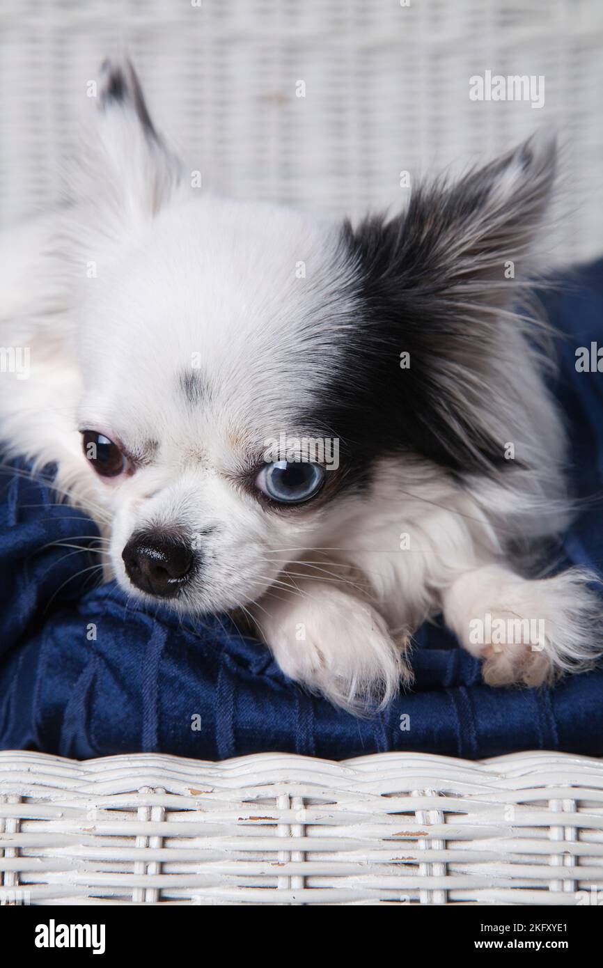 Chihuahua a capelli lunghi bianchi e neri che si posa su un amorino bianco in vimini. Studio ritratto di un piccolo cane sul cuscino blu di una sedia in vimini bianco. Foto Stock