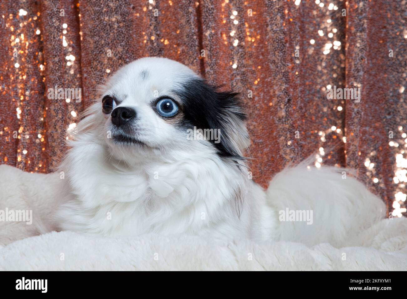 Chihuahua a capelli lunghi bianchi e neri che si posa in un letto a pelliccia bianca contro tendaggi con paillettes in oro rosa. Studio ritratto di un piccolo cane di fronte a un luminoso Foto Stock