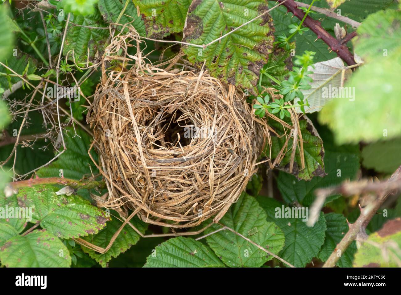 Raccogliere nido di topo (Micromys minutus) in Brambles, Hampshire, Inghilterra, Regno Unito Foto Stock