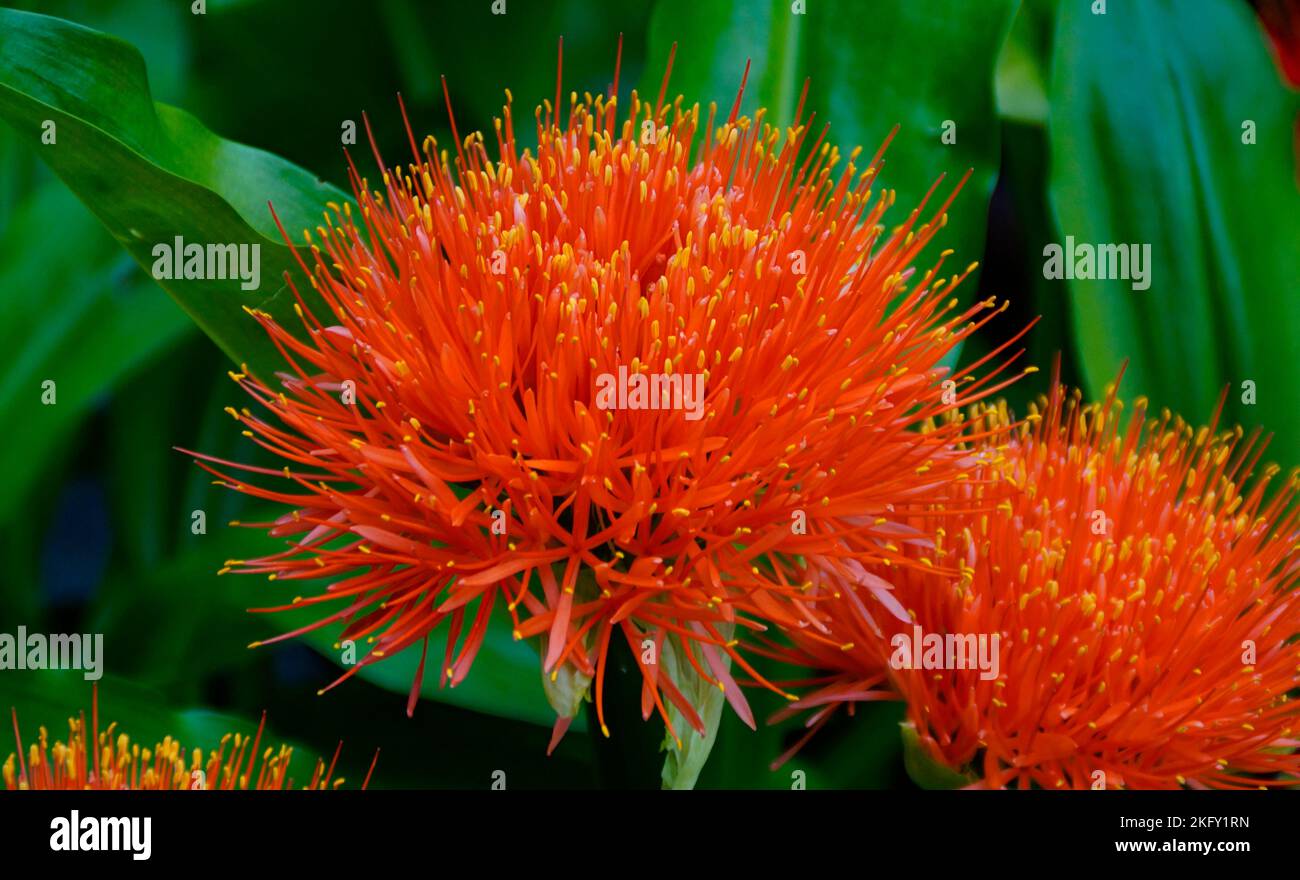 bella esotica brillante rosso peloso paintbrush gigli Foto Stock