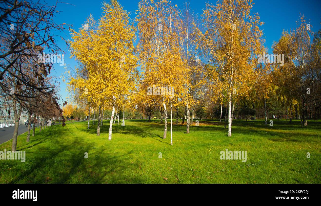 Autunno d'oro nel parco di Mosca Foto Stock