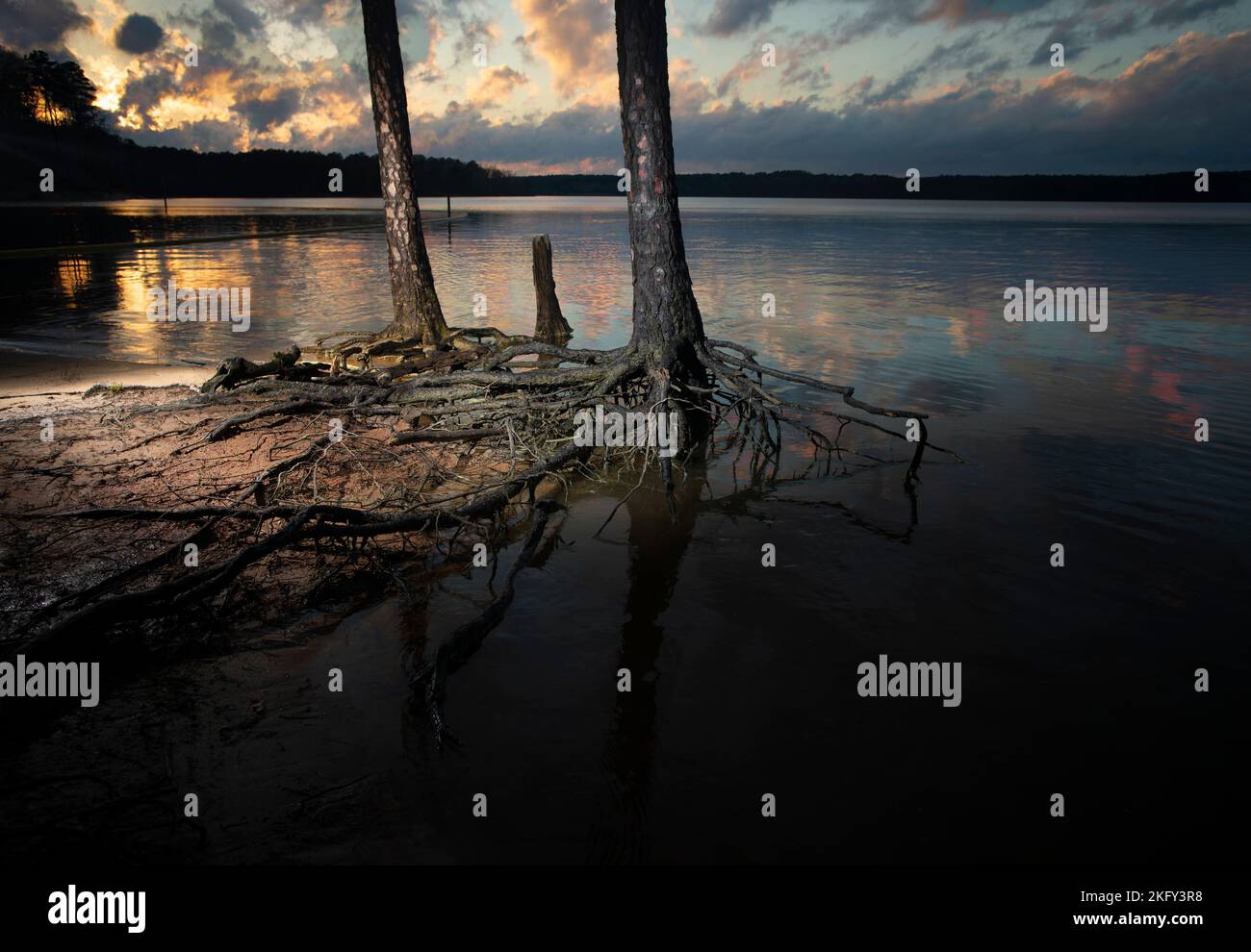 Tramonto sul lago Jordan del North Carolina con alberi e radici in primo piano Foto Stock