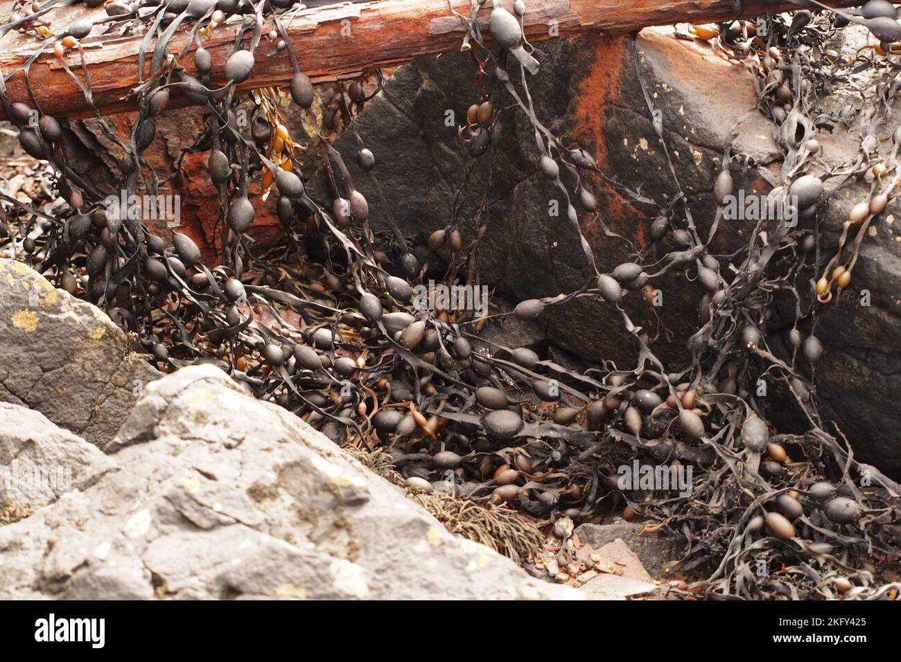 Un'ancora arrugginita con alghe secche e rocce, Mull, Scozia Foto Stock