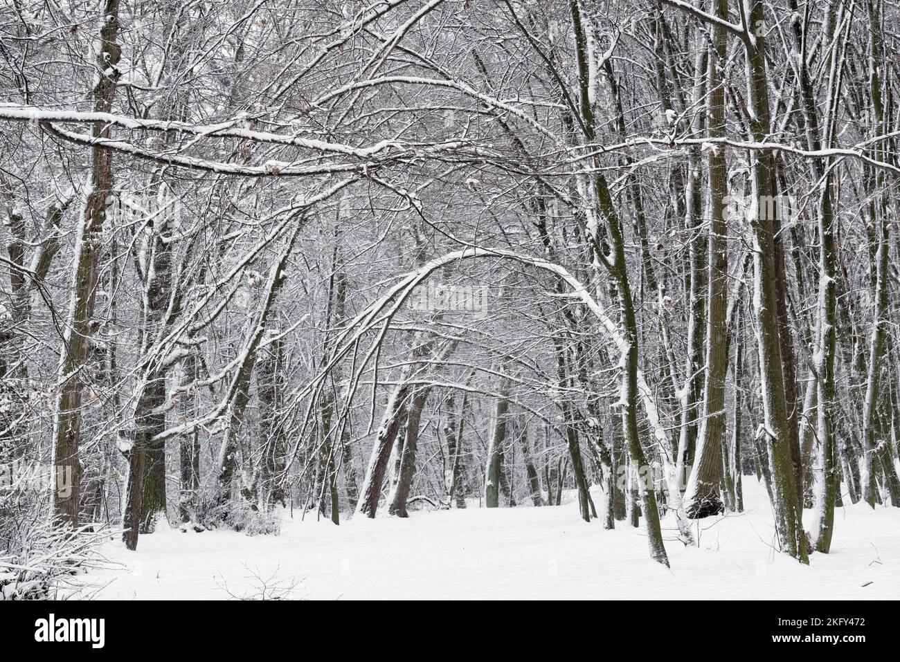 Scena invernale in un parco con alberi ricurvi dopo una nevicata Foto Stock