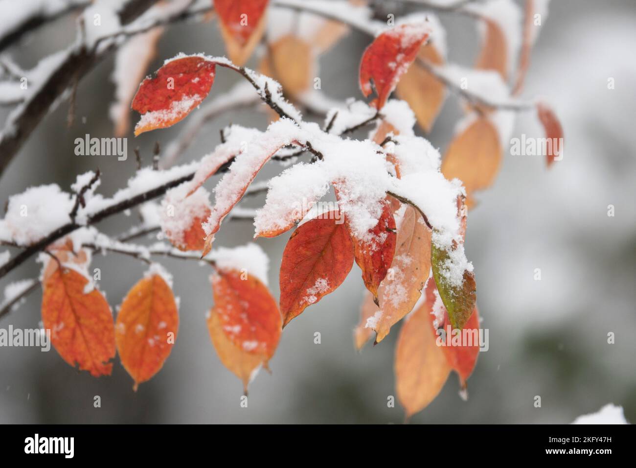 Foglie d'autunno gialle ricoperte di neve. L'inizio del freddo invernale Foto Stock