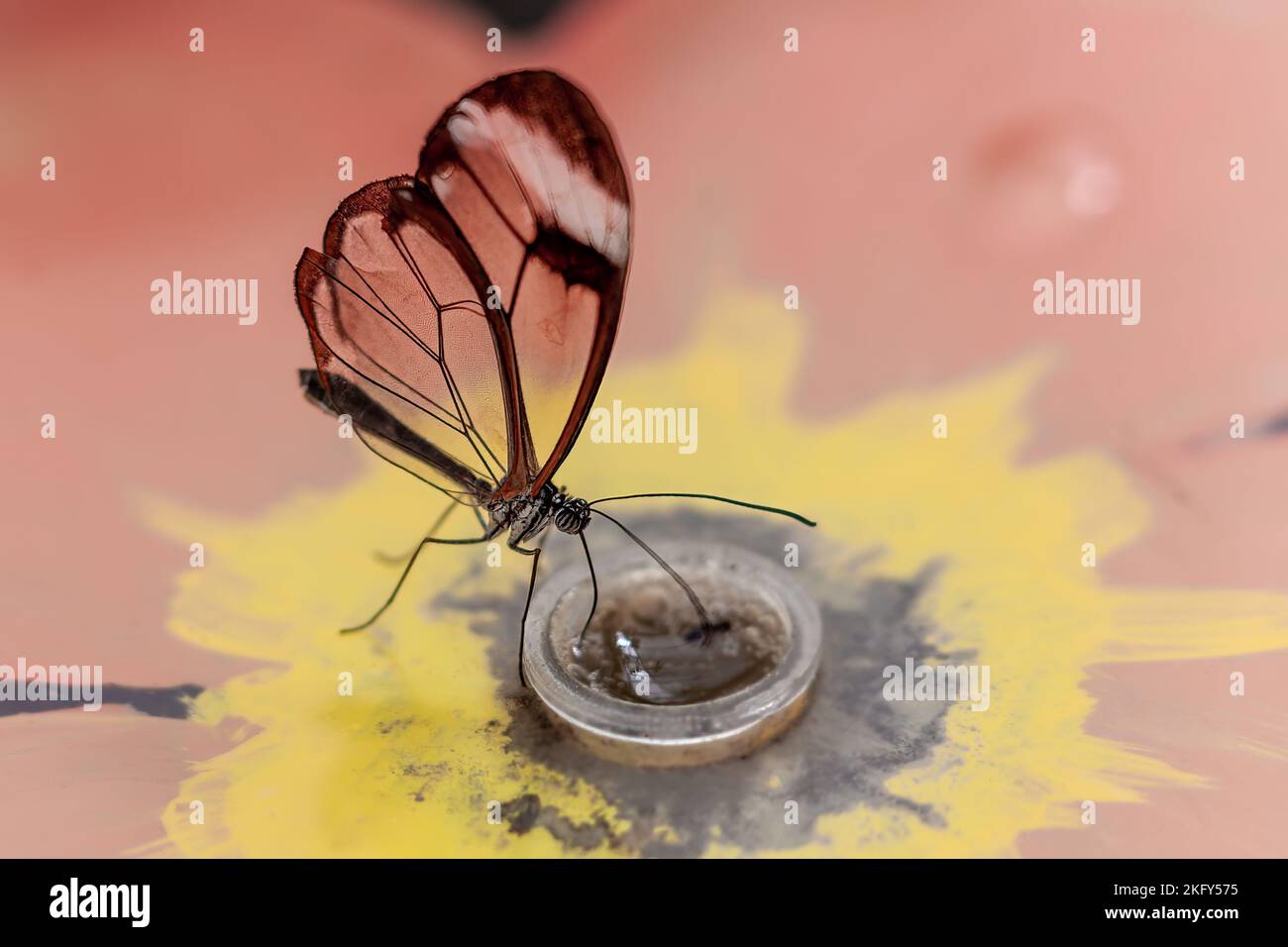 Un primo piano di una farfalla di vetro che beve da un tappo di bottiglia Foto Stock