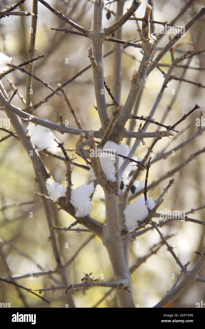 Alberi invernali con neve Foto Stock