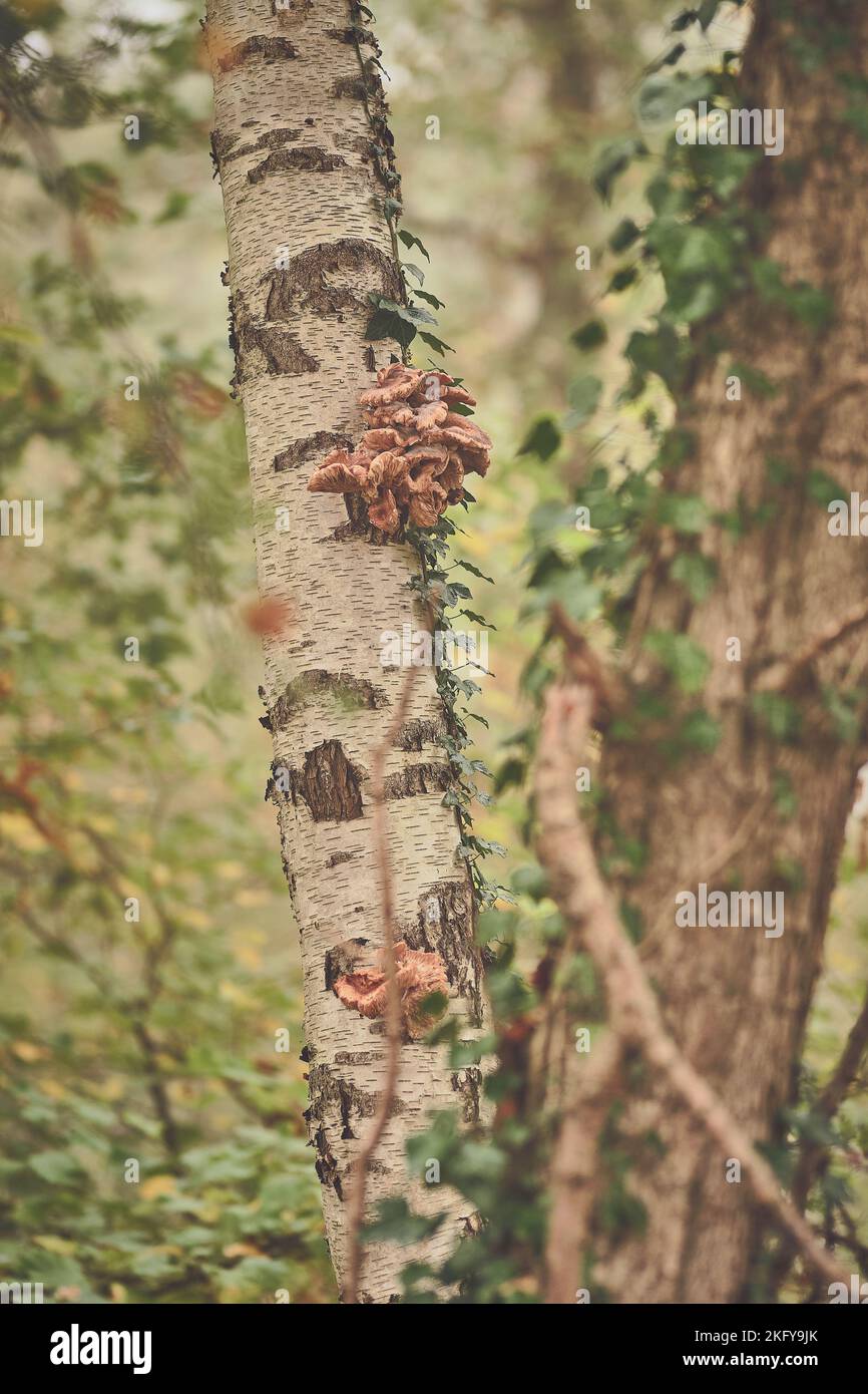 Funghi che crescono su un albero di betulla. Foto di alta qualità Foto Stock