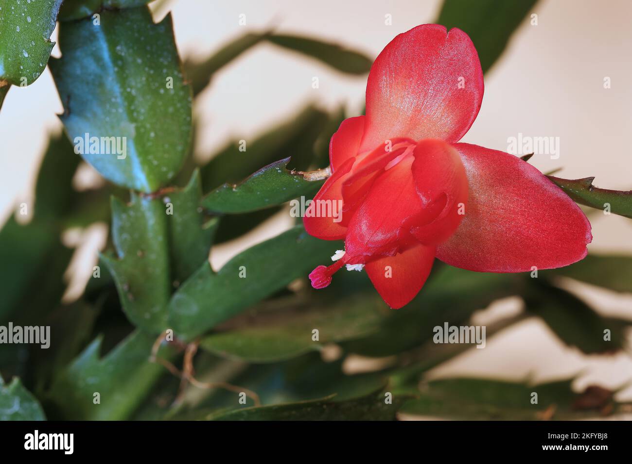 Fiore rosso di Schlumbergera truncata (Zygocactus truncatus) conosciuto anche come cactus di Natale Foto Stock