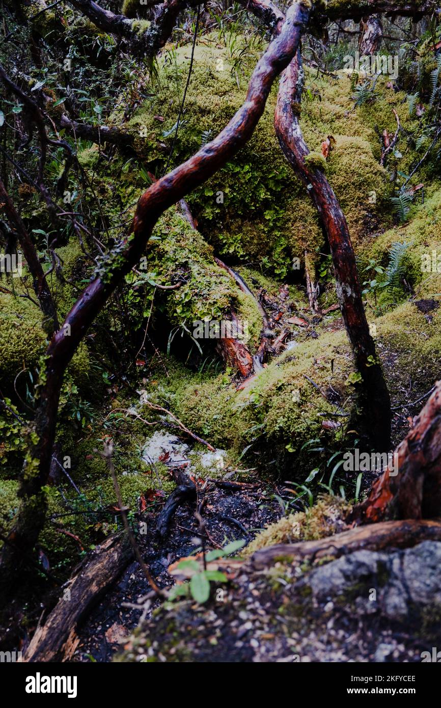 Foto verticale di una foresta di alberi di carta (Polylepis) endemica delle regioni a media e alta quota delle Ande tropicali. Parco Nazionale di Cajas, Ecuador. Foto Stock
