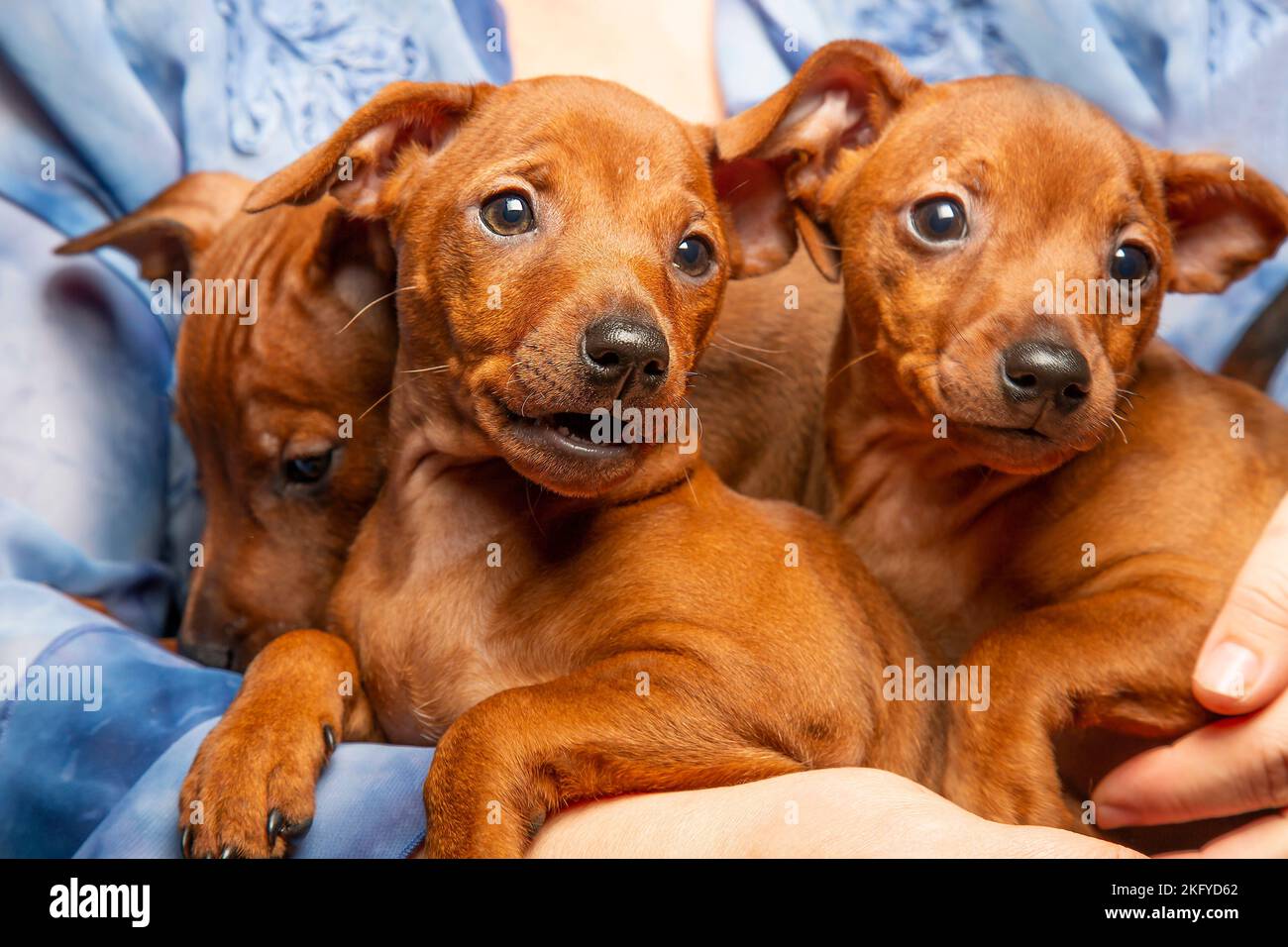 Tre cuccioli sono seduti sulle mani di un uomo. Il proprietario tiene piccoli cuccioli di razza. Le mozzole di cani. Animali domestici di piccola taglia. Mini pinscher. Zwegrpinscher Foto Stock