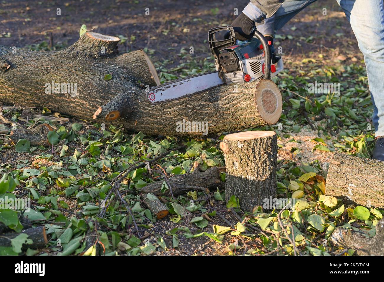 Segare un albero nel giardino con una motosega. Foto Stock