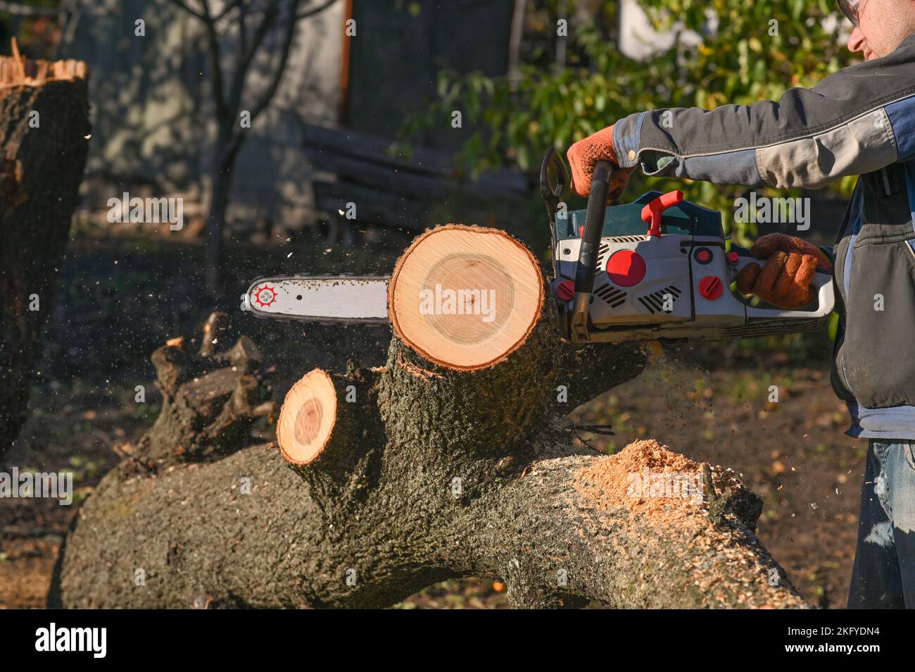 tagliare un tronco d'albero con una motosega. un lumberjack al lavoro. Foto Stock