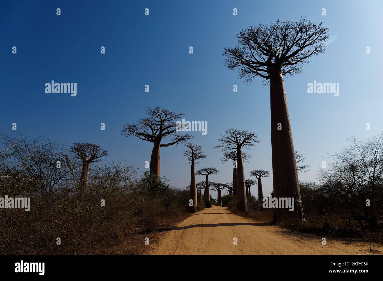 Paesaggio con i grandi alberi baobab in Madagascar. Baobab vicolo durante il giorno, tramonto e alba, tardo sera arancione sole Foto Stock
