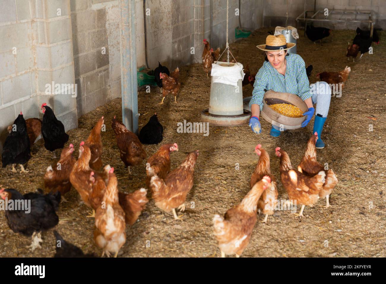 Donna kazaka nutre galline ovaiole Foto Stock