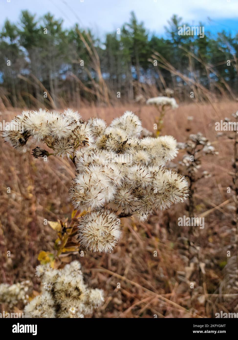 Fluffy autunno cardo fiori selvatici in un campo rurale Foto Stock